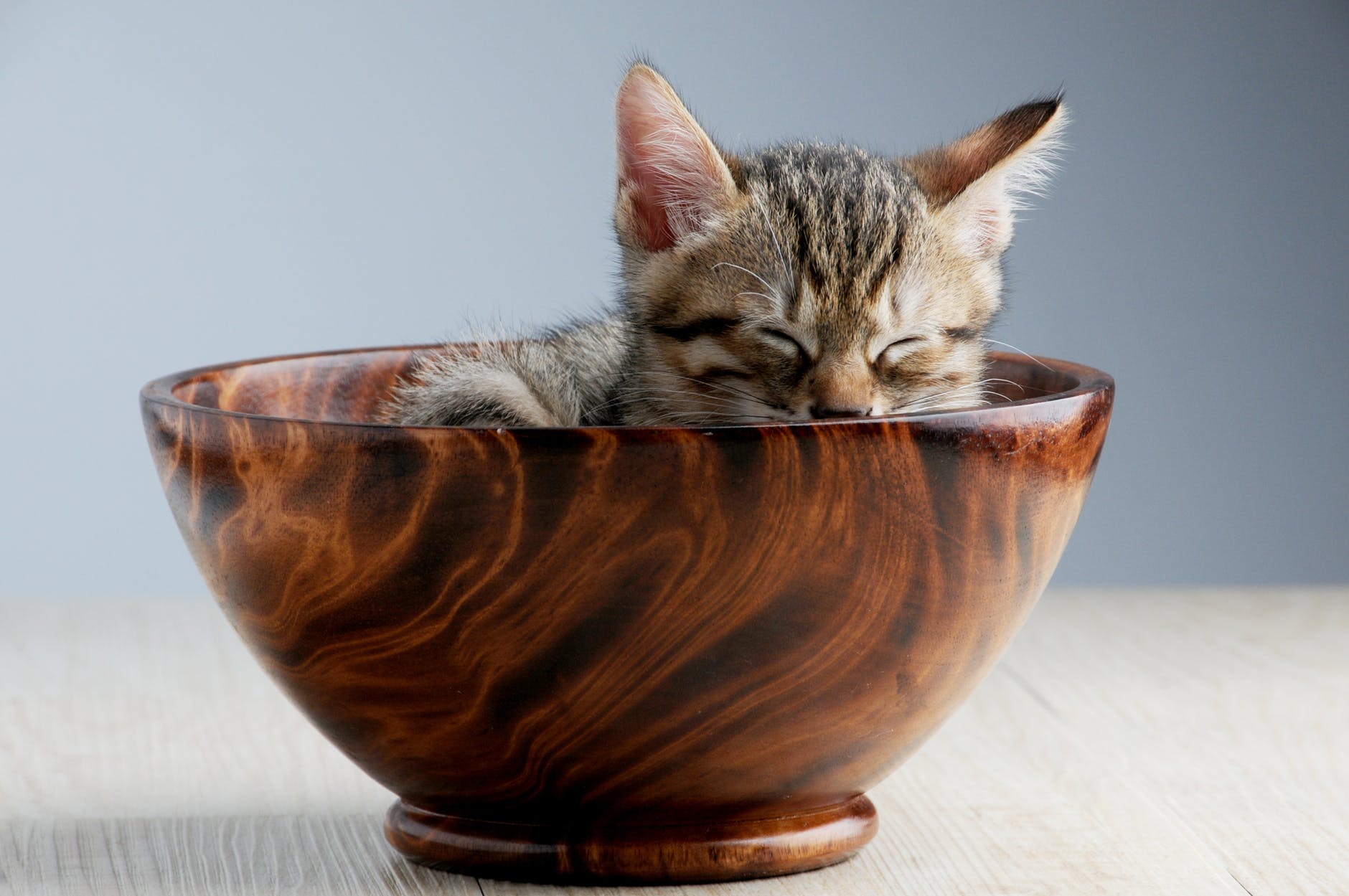 adorable animal art bowl