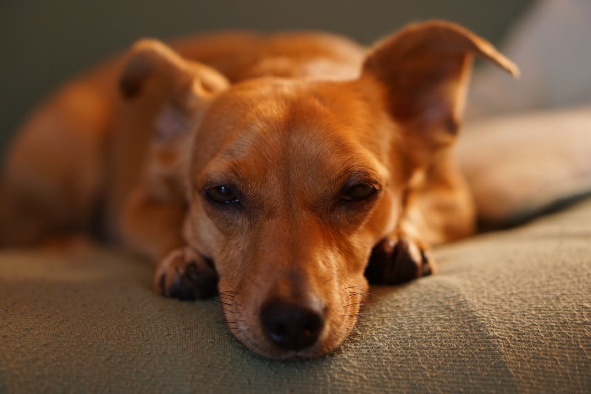 adult smooth brown dog lying on gray bed linen close up photo