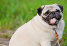 Η ινσουλίνη και αύξηση βάρους: Μύθοι και επιστημονικές αλήθειες